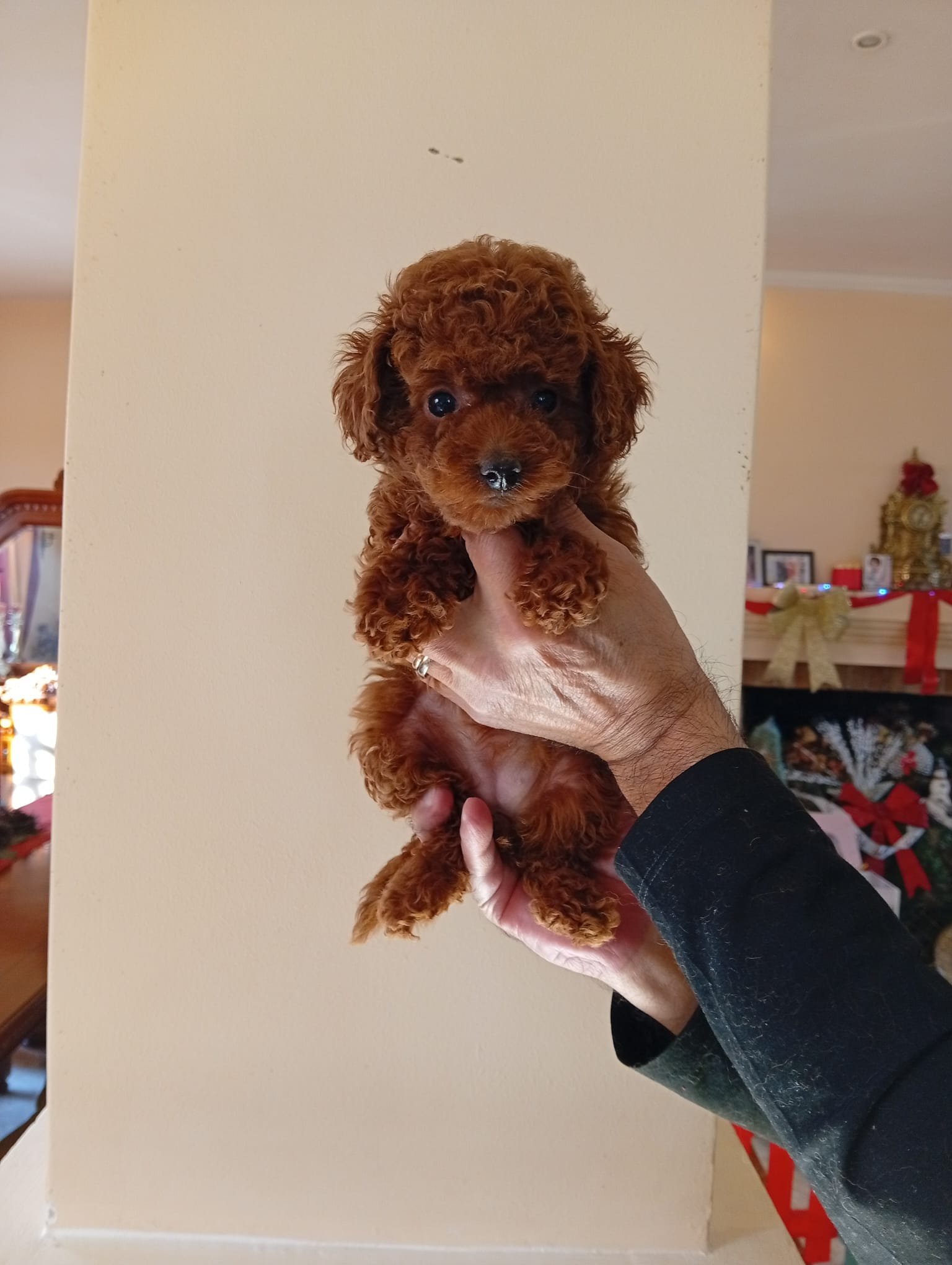 Poodle Toy Ateliercanis România