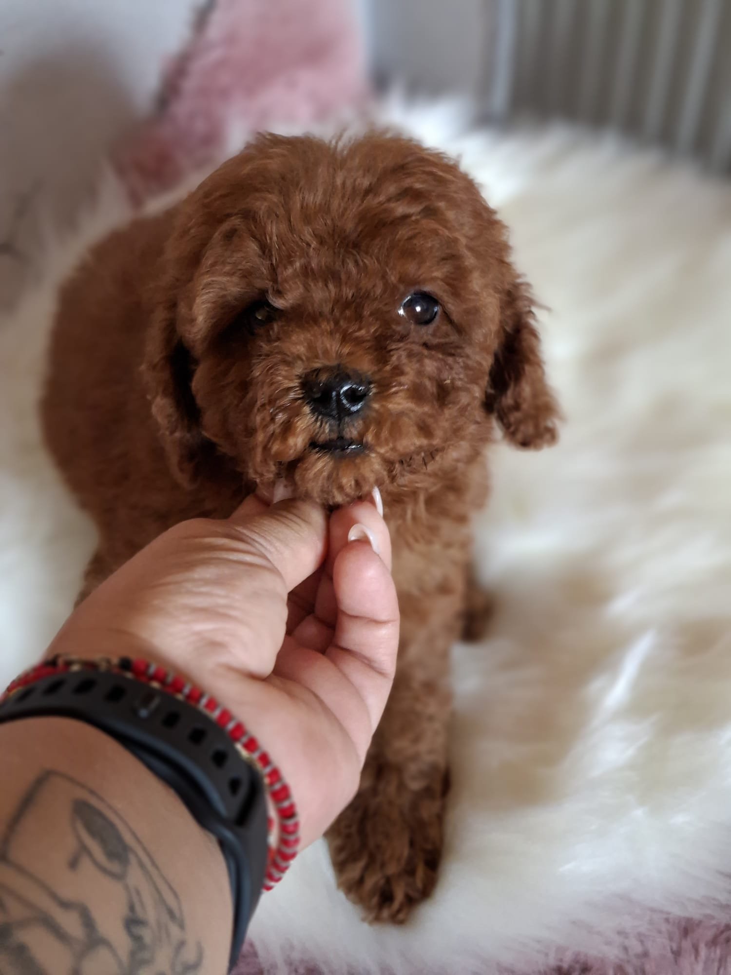 Poodle Toy Ateliercanis România - cățel