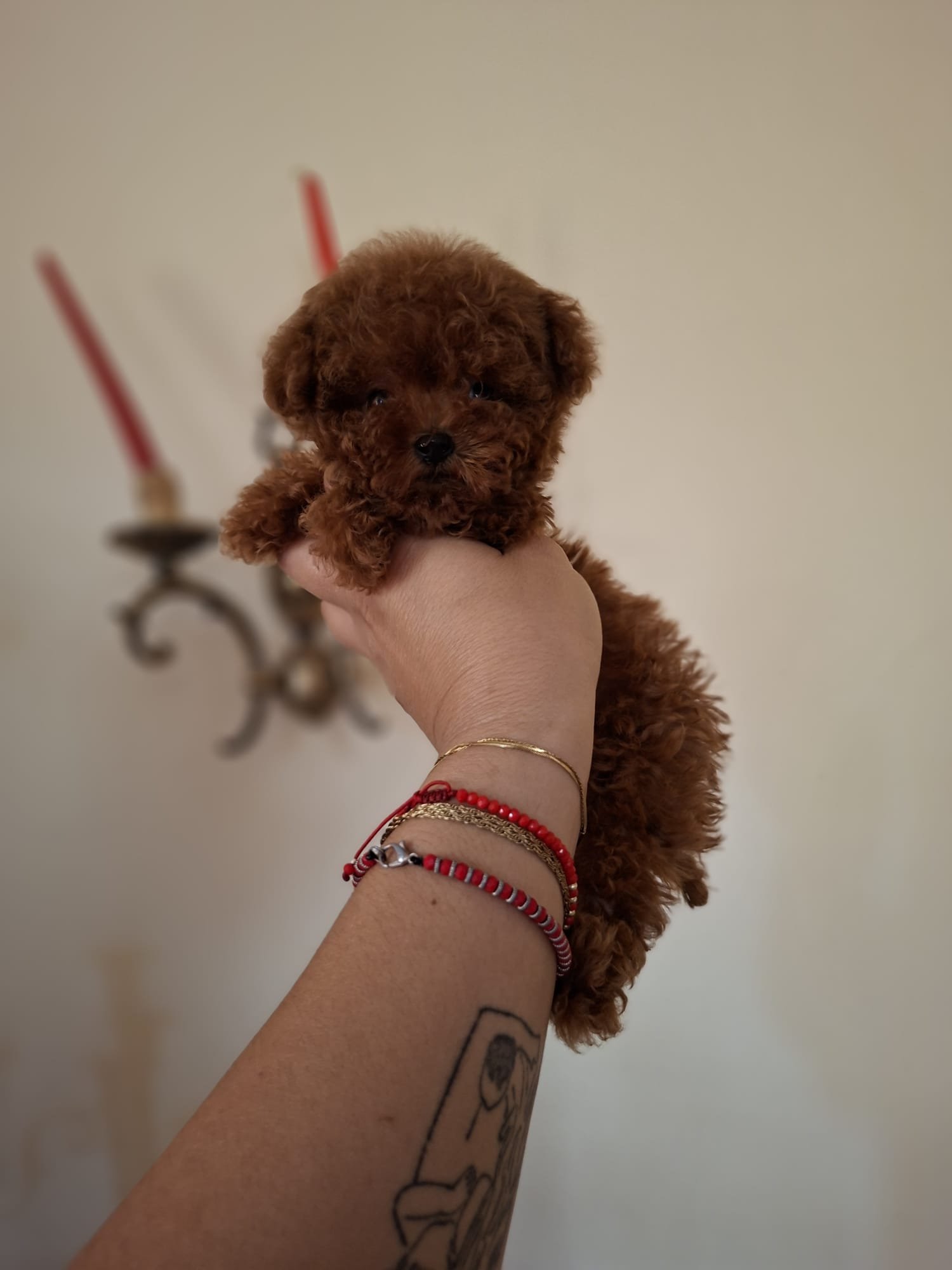 Poodle Linie Asiatică Ateliercanis 7