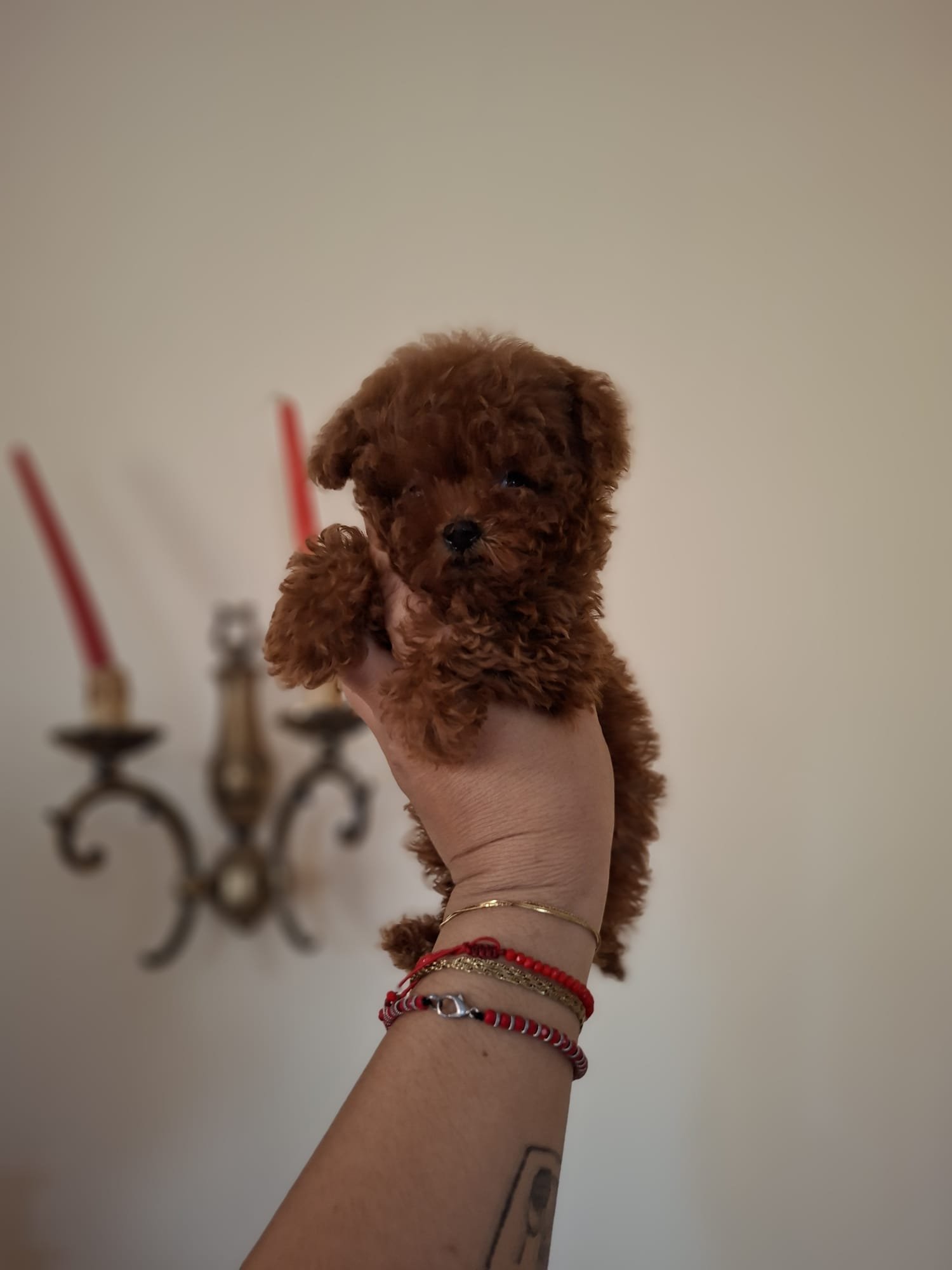 Poodle Mini Toy Ateliercanis România