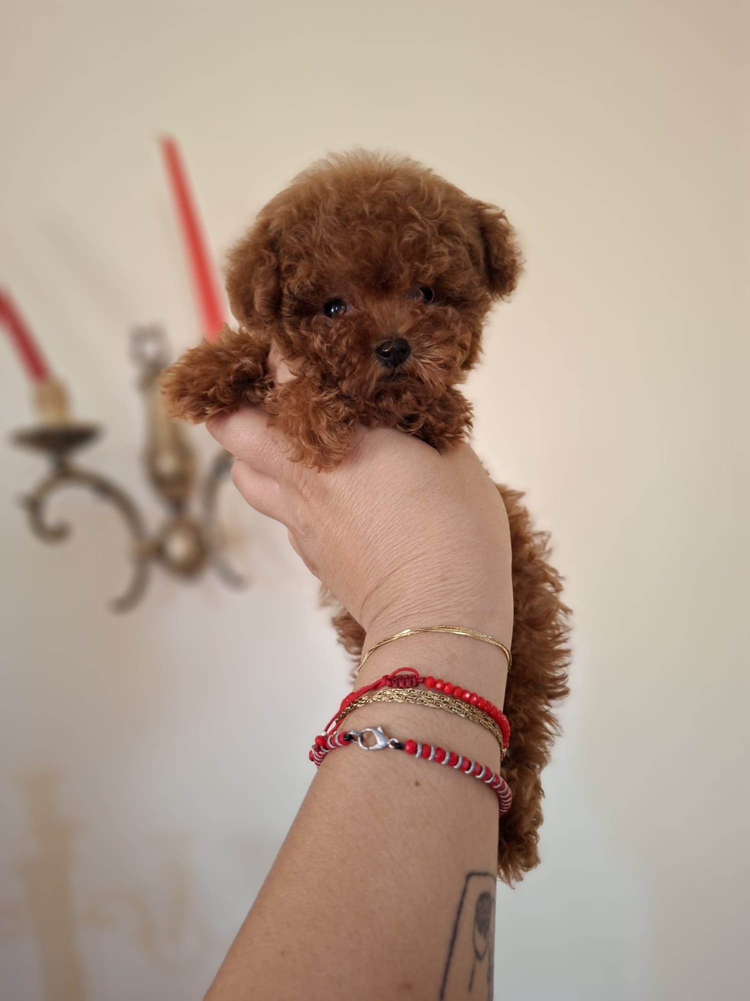 Poodle Linie Asiatică Ateliercanis 6