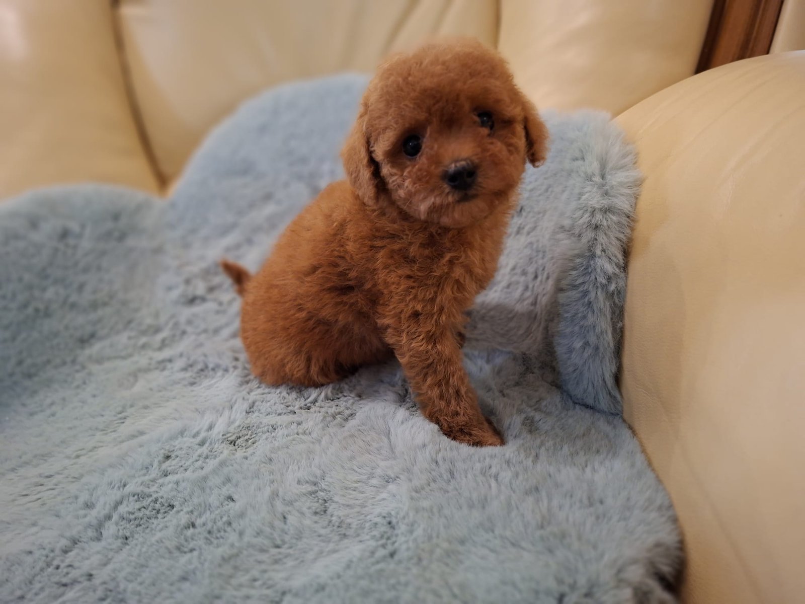 Poodle Miniature Ateliercanis România